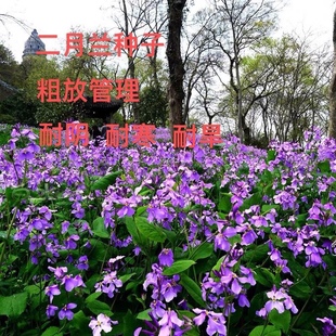 二月兰花种子耐阴耐寒多年生宿根诸葛菜种子易种易活耐干旱花籽