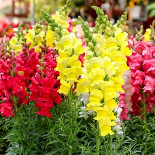 金鱼草盆栽花卉耐寒耐阴多季好养皮实易活带花发货多年生净化空气