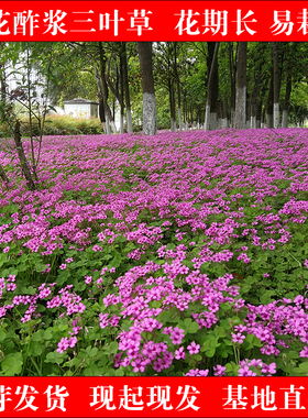 红花酢浆草种球炸酱草三叶草幸运草庭院别墅花坛多年生多季开花苗