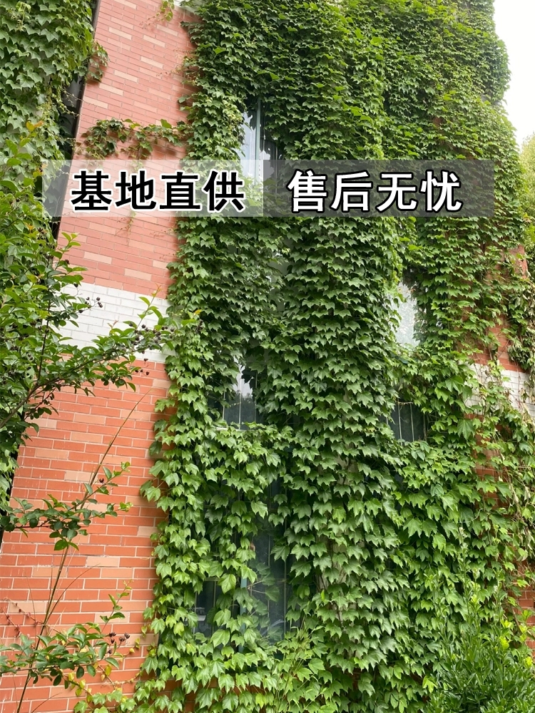 爬墙虎苗不落叶爬山虎爬藤植物紫藤凌霄花室外庭院爬藤蔓花卉盆栽