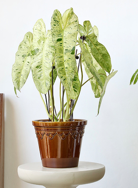 20CM大口径陶瓷花盆大号绿色帝罗马釉面兰花绿植盆栽蝴蝶兰带托盘