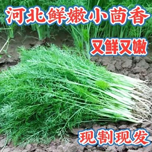 1-4斤装新鲜带根小茴香