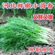 包邮 4斤装 茴香菜新鲜带根小茴香现割现发荤香河北头茬茴香一份