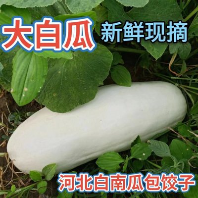 白南瓜新鲜蔬菜包子北瓜