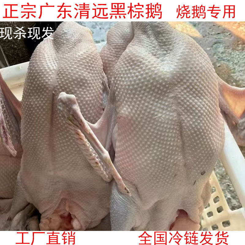 广东清远黑棕鹅新鲜整只酒店烧鹅光鹅港式茶餐厅原材料乌棕鹅棚鹅