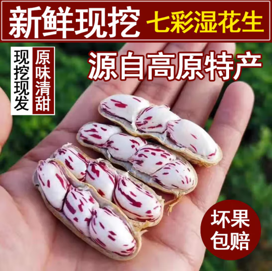 七彩湿花生农家种植现挖现发云南
