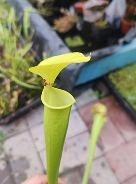 MK F18黄瓶子草 一个金黄色的帝王（46）