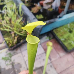 MK F18黄瓶子草 一个金黄色的帝王（46）