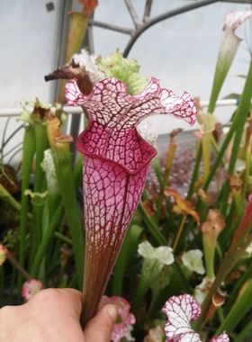 食虫植物-Leucophylla very red,perdido ,al瓶子草 白瓶黄瓶翼状