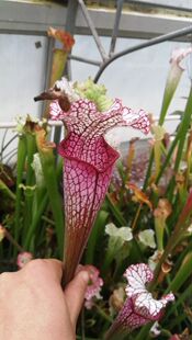 食虫植物-Leucophylla very red,perdido ,al瓶子草 白瓶黄瓶翼状