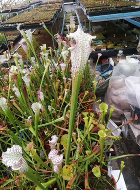 食虫植物-OBH7瓶子草 白瓶子草 黄瓶子草 翼状瓶子草
