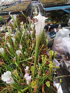 食虫植物-OBH7瓶子草 白瓶子草 黄瓶子草 翼状瓶子草