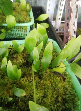 食虫植物-高山狸藻(附生) Utricularia alpina 高级 稀有