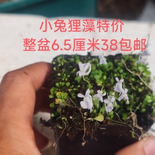 食虫植物 小兔狸藻小白兔小蓝兔特价38包邮限量100盆