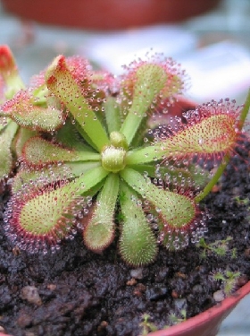种子-食虫植物 飘逸茅膏菜种子 Drosera venusta 高级 稀有