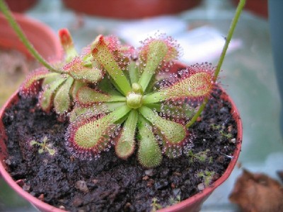 种子-食虫植物 飘逸茅膏菜种子 Drosera venusta 高级 稀有