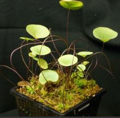 食虫植物-荷叶狸藻(附生) Utricularia nelumbifolia 高级 稀有