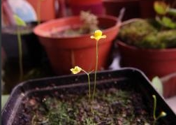 食虫植物-斯特马克狸藻Utricularia steyermarkii捕蝇草茅膏菜