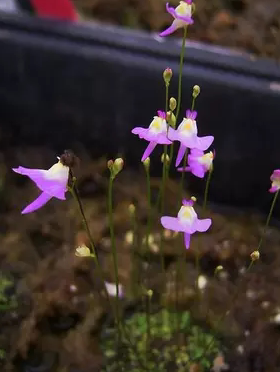 食虫植物-长距狸藻Utricularia caerulea 捕蝇草茅膏菜捕虫堇