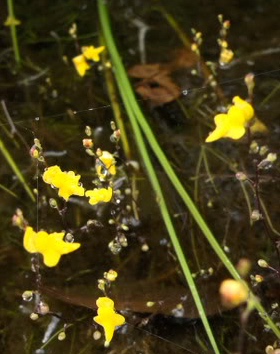 食虫植物-索菲利亚狸藻 Utricularia trichophylla 高级 稀有