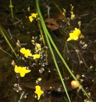 食虫植物-索菲利亚狸藻 Utricularia trichophylla 高级 稀有 - 封面