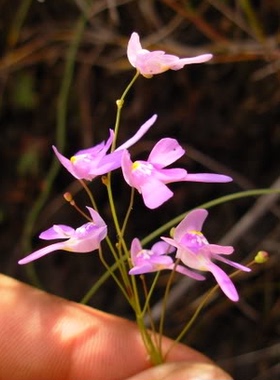 食虫植物-紫水晶狸藻Utricularia amethystina捕蝇草茅膏菜捕虫堇