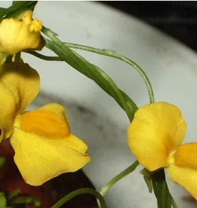 食虫植物-包缠狸藻Utricularia involvens 捕蝇草茅膏菜捕虫堇