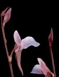 食虫植物-网纹狸藻 Utricularia aff. Reticulata 高级 稀有