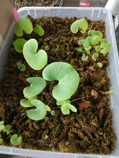 食虫植物-大肾叶x荷叶狸藻(附生) U.reniformis x nelumbifolia