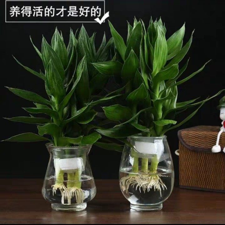 水竹图片水培,水竹图片富贵竹,水竹叶图片(第2页)_大山谷图库