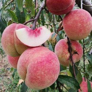 嫁接桃树树苗 冬桃 极晚熟巨型冬桃树苗冬桃苗当年结果