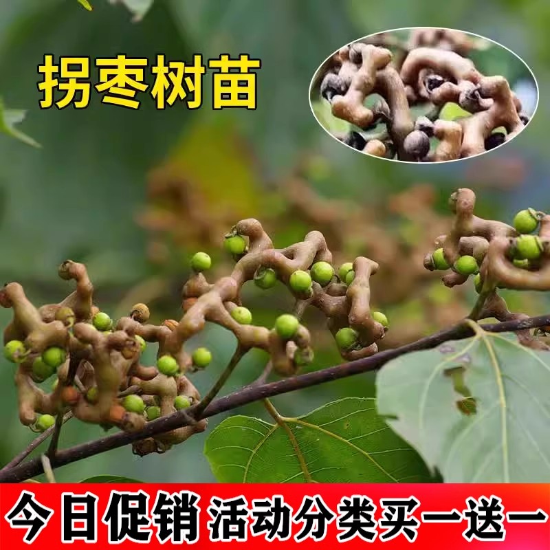 果树当年结果万寿果拐枣树苗