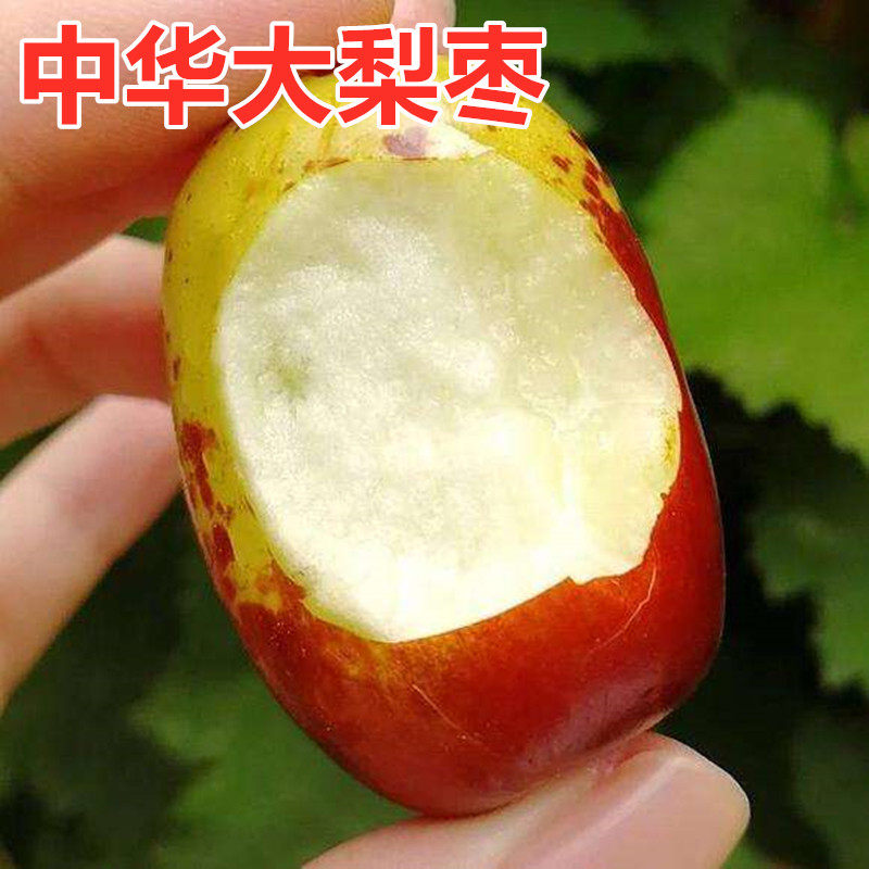 嫁接枣树苗 中华大梨枣 大果梨型枣子苗当年结果南方北方种植果树