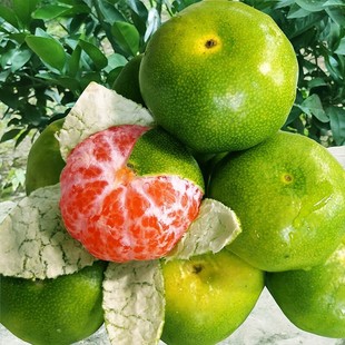 蜜桔树苗清香蜜桔纯甜橘子树树苗特大树南方种植果树果苗