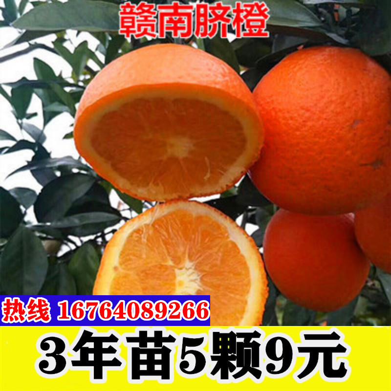 赣南脐橙苗 纽荷尔脐橙苗 嫁接橙子苗 赣南纽荷尔脐橙树苗包邮
