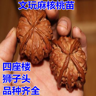 嫁接核桃苗文玩核桃树苗四座楼 狮子头南方北方地栽盆栽当年结果