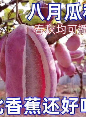 八月瓜苗盆栽地栽紫色八月炸 香蜜瓜果苗当年结果庭院爬藤果树苗