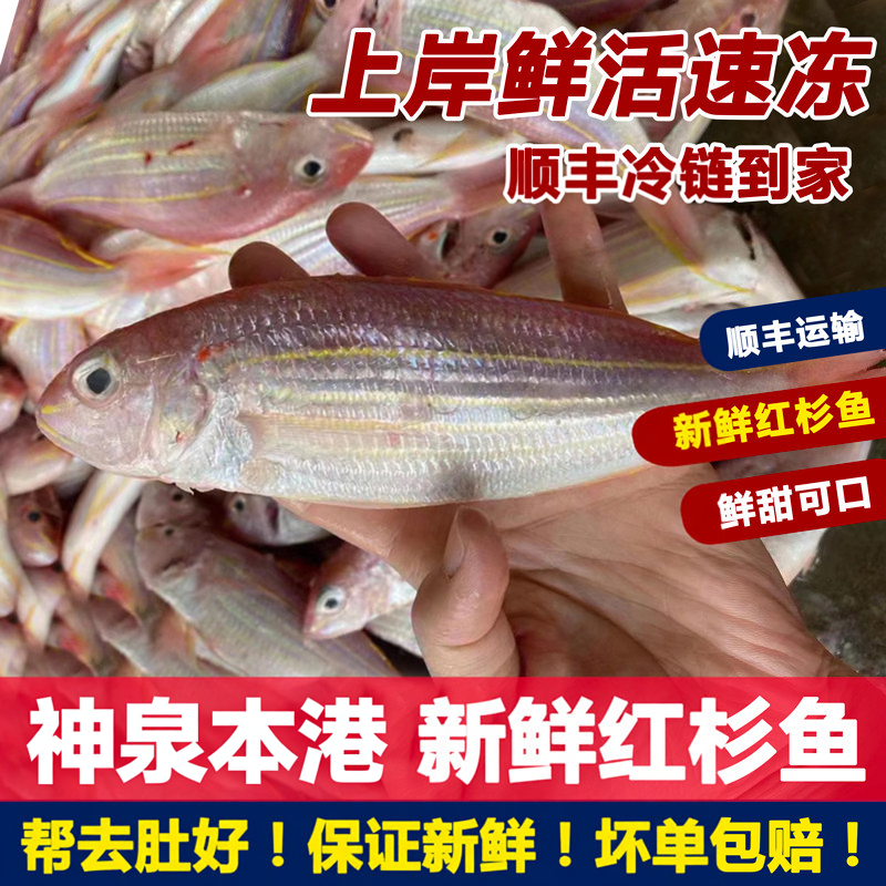 潮汕惠来神泉本港新鲜海产红杉鱼冷冻锁鲜海鲜水产海鱼金线红三鱼