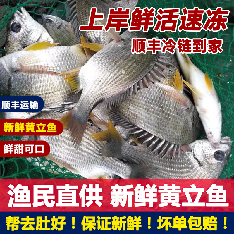 黄立鱼潮汕海鱼黄翅鱼新鲜赤翅鱼海鲜海捕海产品黄脚立海钓黄墙鱼