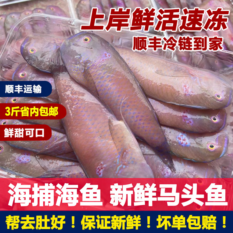 潮汕惠来神泉新鲜马头鱼红莺歌鱼海鱼码头海鲜冷冻水产马面鹦鹉鱼
