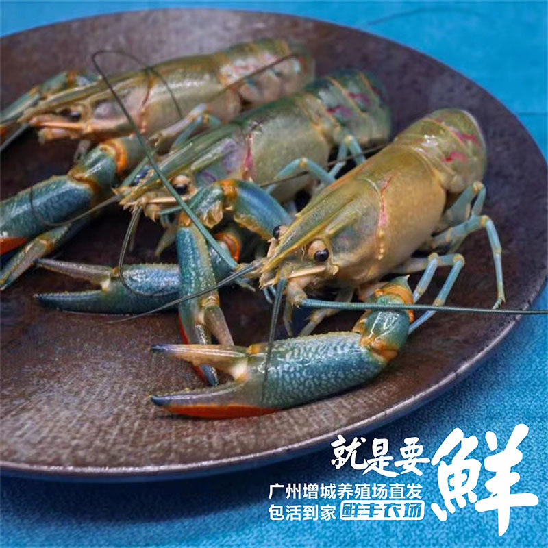 五斤装澳洲小蓝龙淡水小龙虾蓝色小龙虾红螯虾麻辣蒜蓉十三香油焖