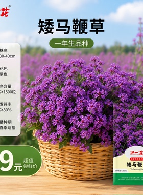 又一花矮马鞭草种子紫色多年生春秋播家庭园艺阳台花卉种子