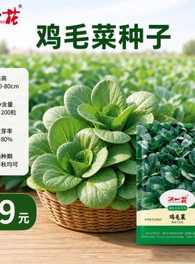 又一花鸡毛菜种子春季播种家庭园艺蔬菜种子绿色耐热易种夏季耐寒
