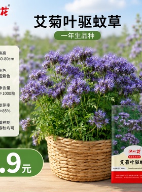 又一花艾菊叶驱蚊草种子蓝紫色多年生春秋播种驱蚊植物种子
