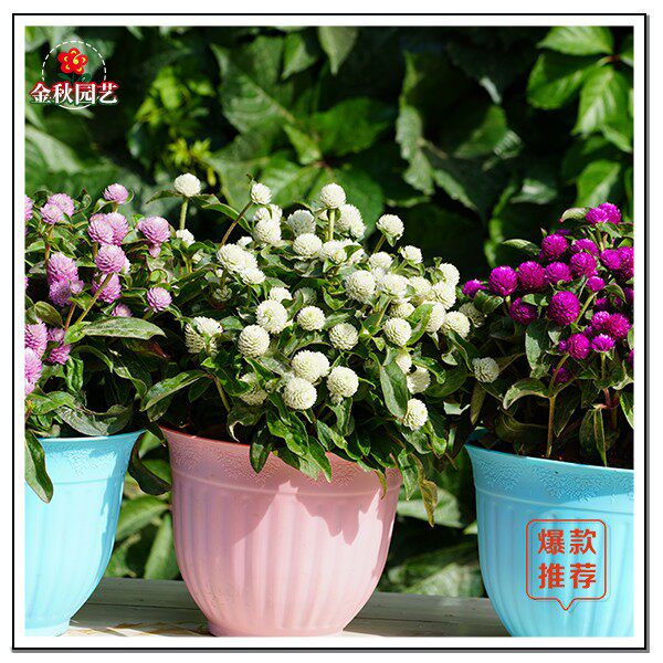 荷包花种子盆栽繁星花室内花草种子阳台花种矮千日红花籽盆栽雏菊