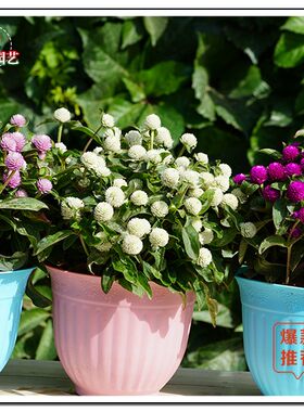 景观花卉适合南方冬季温室雏菊