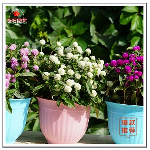 荷包花种子盆栽繁星花室内花草种子阳台花种矮千日红花籽盆栽雏菊