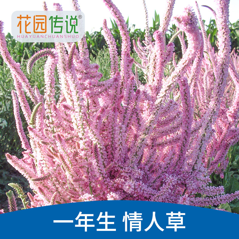 【拍一发三】花园传说情人草种子苏沃补血草籽耐寒干切花庭院阳台