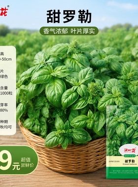 又一花甜罗勒种子春秋播种翠绿色厚实叶片家庭园艺香草种子