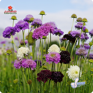 桂圆菊种子轮锋菊春天播种串红花籽蛾蝶花种子庭院阳台盆栽观花籽